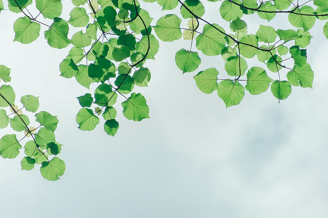 DAYATMA ve ANLAMA 1 photography of leaves under the sky