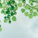 photography of leaves under the sky