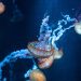 CELLADINA AŞIK KURBANLAR 2 close up photo of jellyfish underwater
