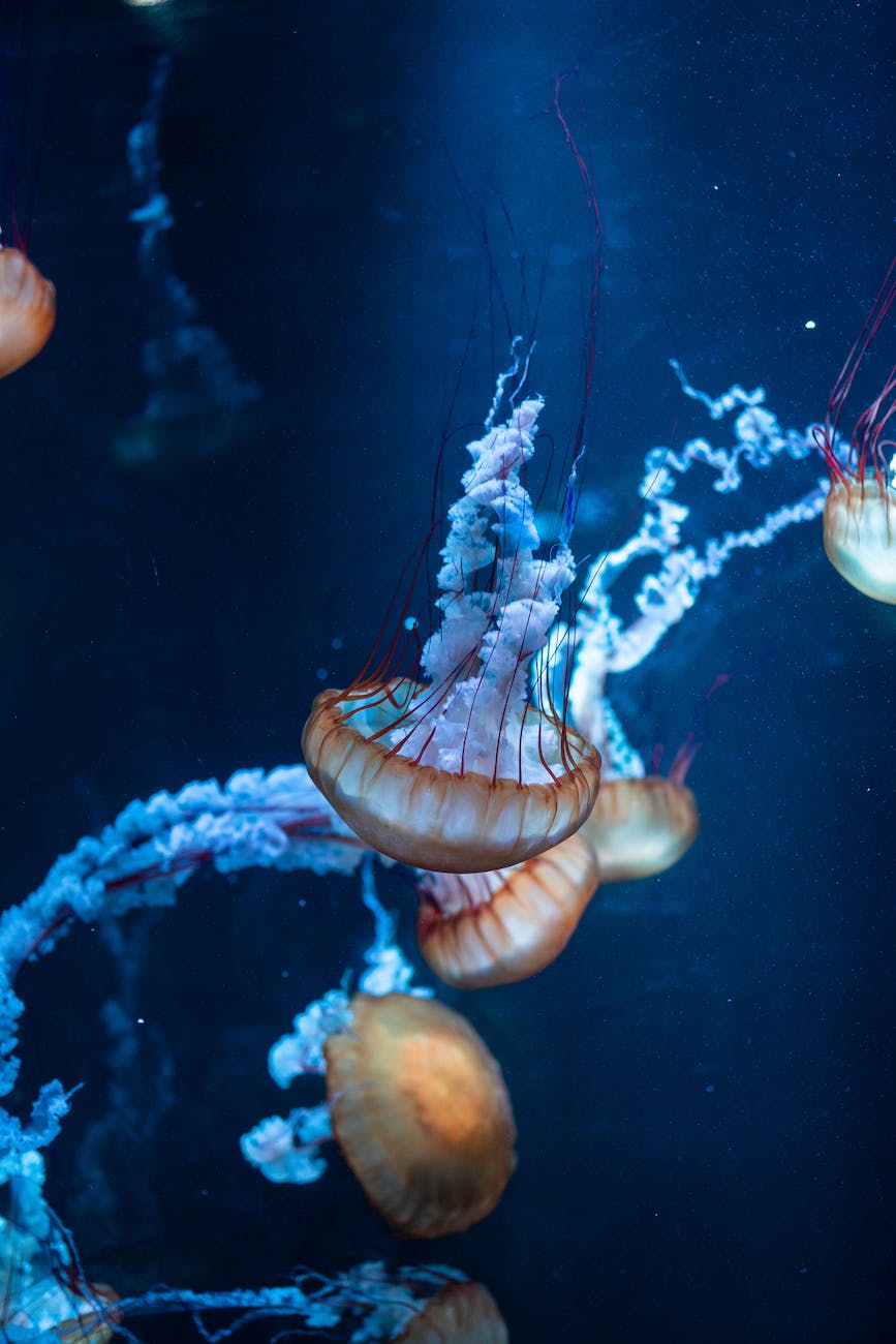 close up photo of jellyfish underwater
